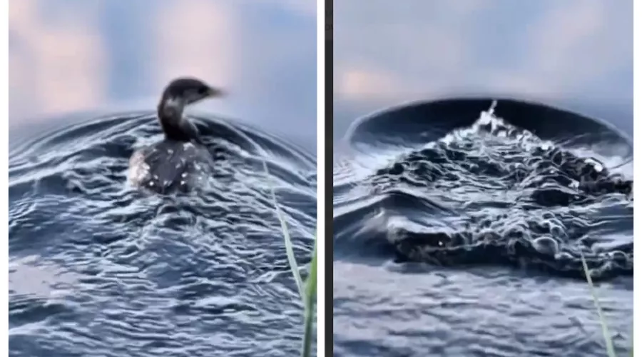  &copy;&nbsp;Скриншот из телеграм-канала &laquo;Спасаем море&raquo; https://t.me/spasemmore/1341