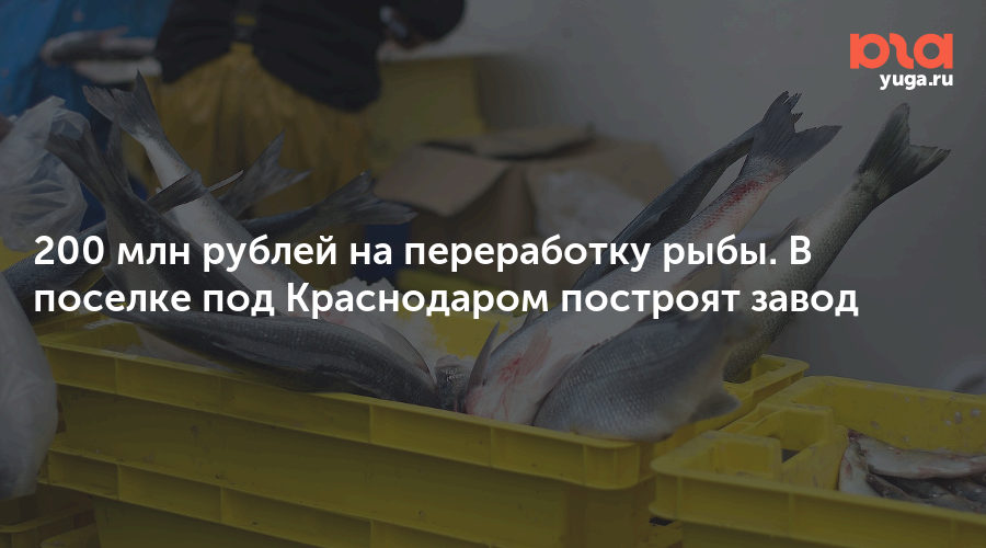 200 млн рублей на переработку рыбы. В поселке под Краснодаром построят завод