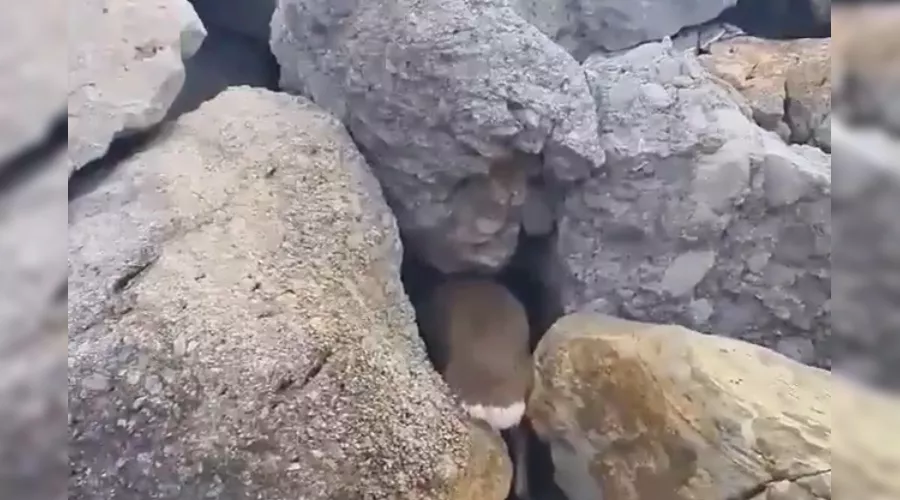  &copy;&nbsp;Скриншот видео из телеграм-канала Алексея Одерова, t.me/alekseioderov