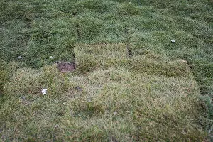 Аллея в честь 80-летия образования Краснодарского края &copy;&nbsp;Фото Елены Синеок, Юга.ру