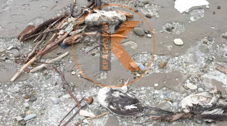  &copy;&nbsp;Фото из телеграм-канала &laquo;Телетайп Краснодара&raquo;, tmtr.me/tipichkras