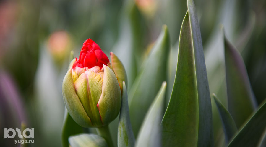 Тюльпаны © Фото Елены Синеок, Юга.ру