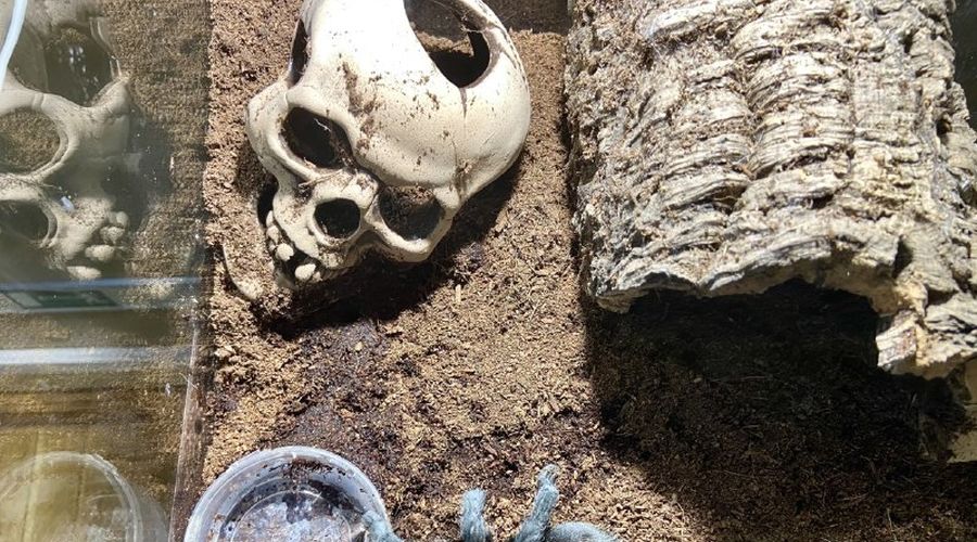  © Фото с сайта felicina.ru