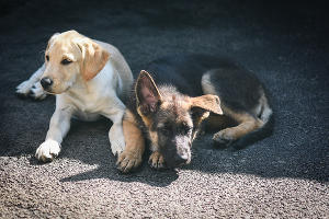 В кинологической службе Краснодара родилось 32 щенка © Фото Елены Синеок, Юга.ру