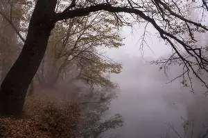 Туман в парке «Солнечный остров» &copy;&nbsp;Фото Елены Синеок, Юга.ру