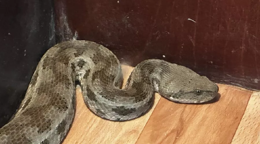  &copy;&nbsp;Фото предоставлено пресс-службой Сочинского национального парка