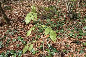 Саженцы черной ольхи &copy;&nbsp;Фото предоставлено пресс-службой курорта &laquo;Роза Хутор&raquo;