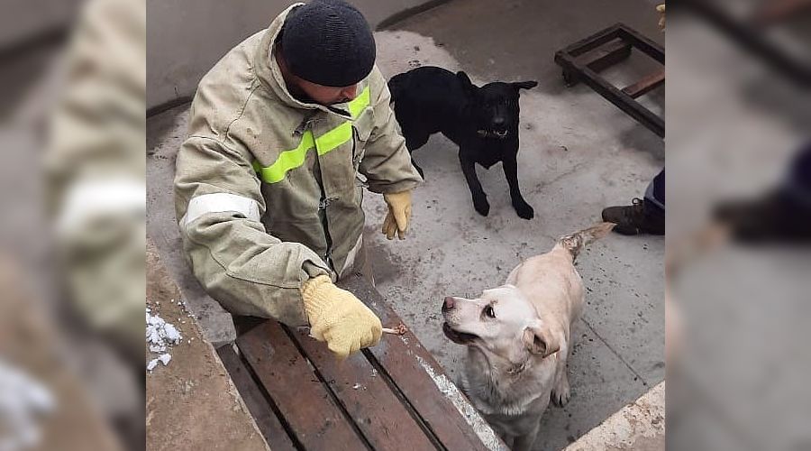  &copy;&nbsp;Фото из инстаграма ГКУ &laquo;Кубань-СПАС&raquo;, instagram.com/kuban_spas