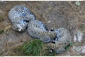 Преднеазиатские леопарды в Сочинском нацпарке © Фото пресс-службы Минприроды России