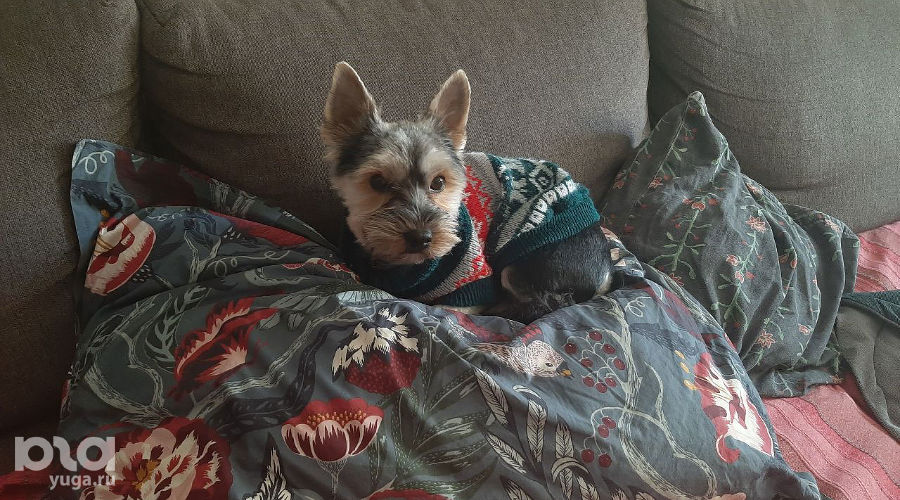  © Фото Анны Петровой, Юга.ру