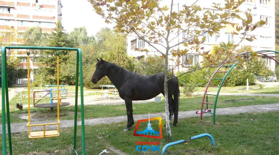  &copy;&nbsp;Фото из группы vk.com/this_is_sochi