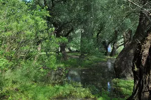 Вокруг очень много зелени и больших деревьев &copy;&nbsp;Фото Марины Солошко, Юга.ру