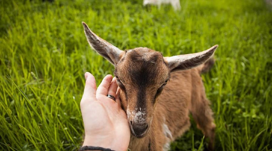  &copy;&nbsp;Изображение пресс-службы курорта &laquo;Роза Хутор&raquo;