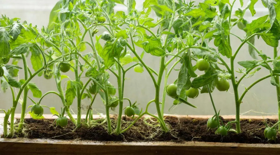 рассада &copy;&nbsp;Сгенерировано нейросетью Gigachat