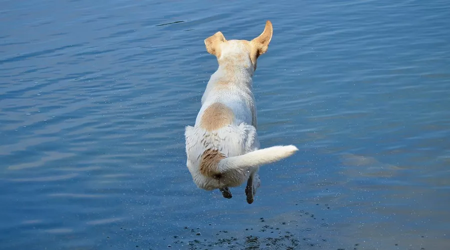  &copy;&nbsp;Фото с сайта pixabay.com