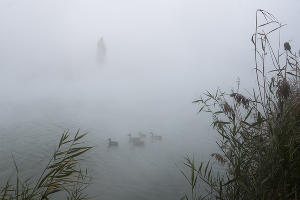 Туман в парке «Солнечный остров» © Фото Елены Синеок, Юга.ру