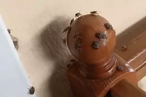  &copy;&nbsp;Скриншот видео из инстаграма &laquo;Типичный Апшеронск&raquo;, instagram.com/tipich_apsheronsk