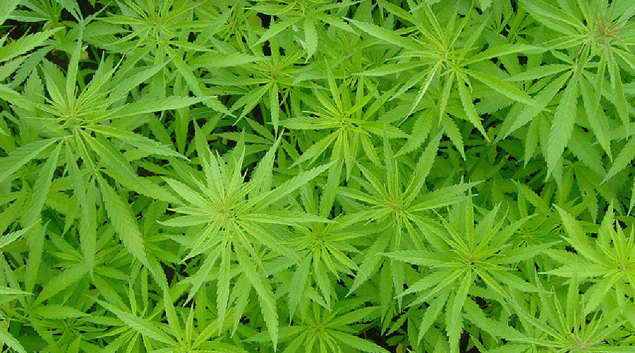 Кубанская марихуана лучшая почва для конопли