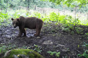 © Фото пресс-службы Кавказского заповедника
