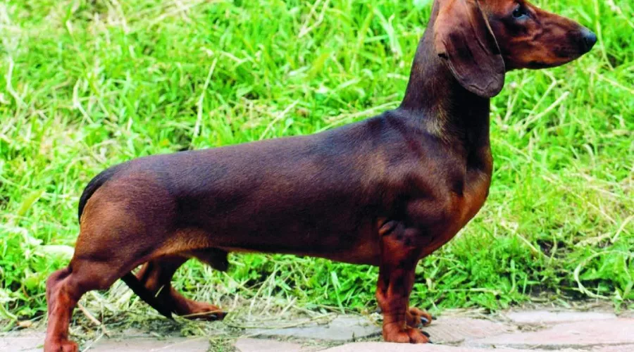 Такса, собака &copy;&nbsp;superpesik.ru