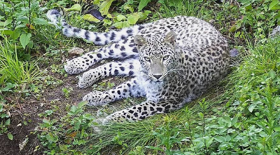 Леопард Генерал © Фото пресс-службы Сочинского нацпарка