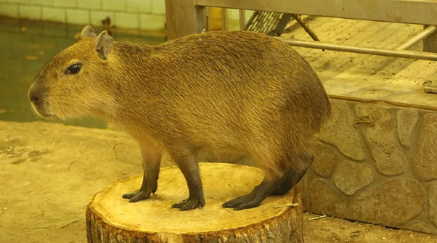 Капибара Илон &copy;&nbsp;Фото с сайта kldzoo.ru