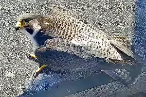  &copy;&nbsp;Фото предоставлено пресс-службой банка Уралсиб