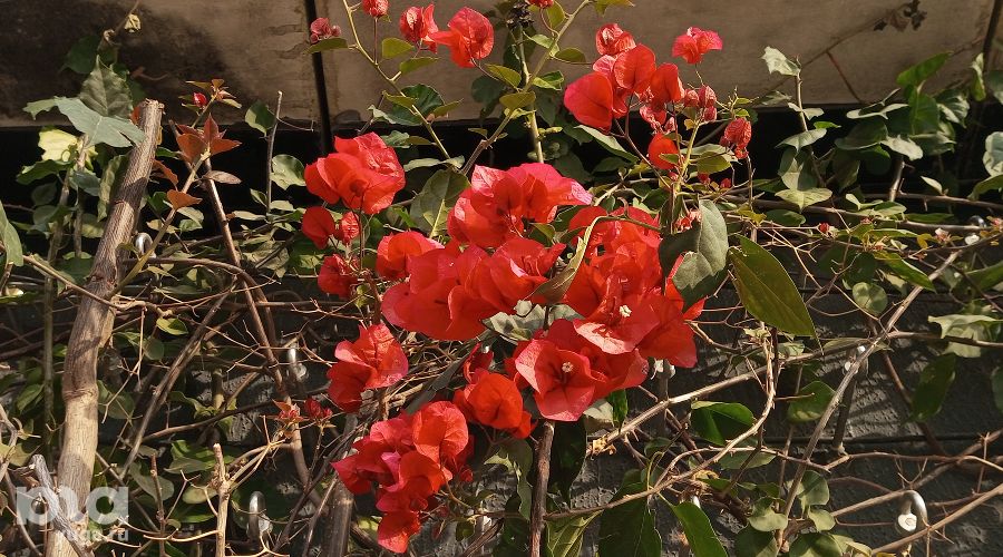 Весна в парке «Краснодар» &copy;&nbsp;фото Андрея Малёваного