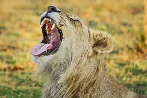  &copy;&nbsp;Фото с сайта pixabay.com