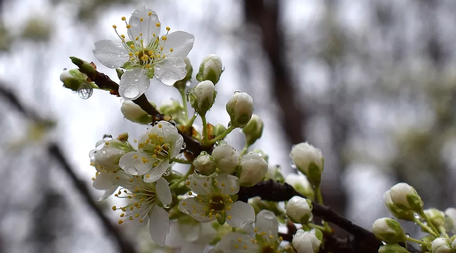  &copy;&nbsp;Фото с сайта pixabay.com