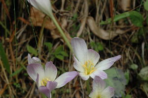 Безвременник великолепный © Фото пресс-службы Сочинского нацпарка
