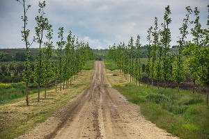 Виноградники «Лефкадии» © Фото Елены Синеок, Юга.ру