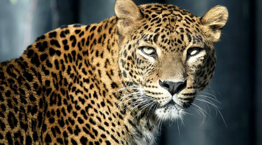  &copy;&nbsp;Фото пресс-службы администрации Краснодарского края