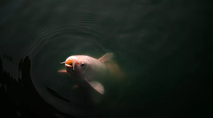  &copy;&nbsp;Фото Toby Sakata, unsplash.com