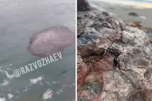  &copy;&nbsp;Скриншот видео из телеграм-канала Михаила Развожаева https://t.me/razvozhaev/9489