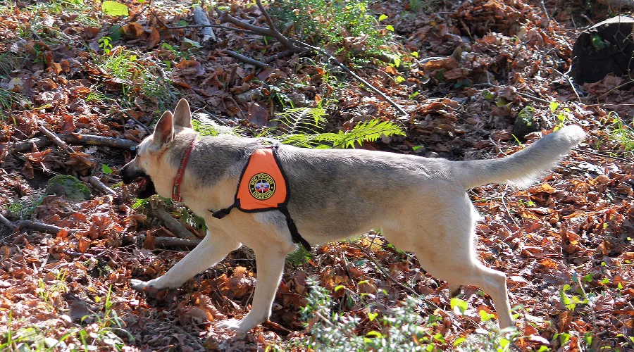  &copy;&nbsp;Фото пресс-службы южного регионального поисково-спасательного отряда МЧС России