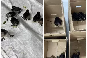  &copy;&nbsp;Скриншот из телеграм-канала реабилитационного центра &laquo;Жемчужная&raquo; https://t.me/zhemchujnaya9/1147