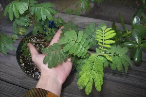 Mimosa tenuiflora &copy;&nbsp;Фото с сайта wikimedia.org