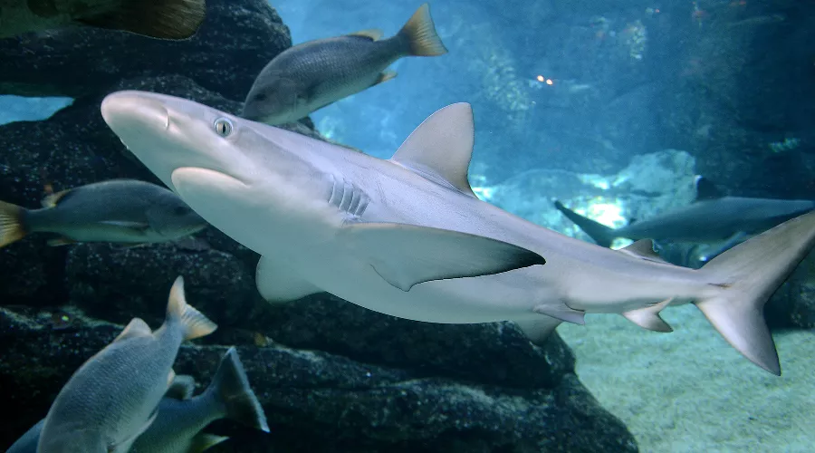 Черноперая акула &copy;&nbsp;фото пользователя Amada44 с сайта wikipedia.org