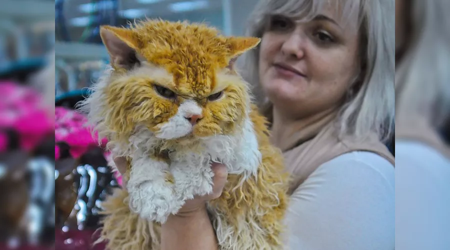 Выставка кошек в Краснодаре &copy;&nbsp;Елена Синеок, ЮГА.ру
