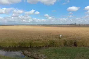 Рис &copy;&nbsp;Фото Ярославы Гуляевой, Юга.ру