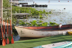 Лотосы в озере Старая Кубань &copy;&nbsp;Фото Марины Солошко, Юга.ру