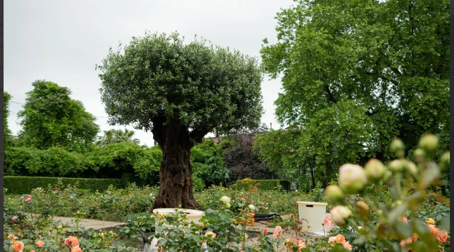  &copy;&nbsp;Скриншот из телеграмм-канала федеральной территории Сириус https://t.me/siriusfederal/4152