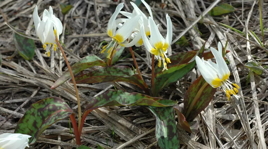 Кандык кавказский &copy;&nbsp;Фото пресс-службы Сочинского нацпарка
