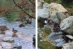  &copy;&nbsp;Коллаж из скриншотов фото из телеграм-канала &laquo;Японский Сад. Краснодар&raquo;