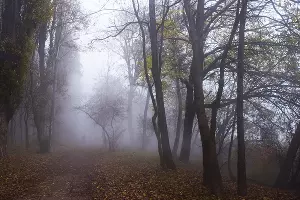Туман в парке «Солнечный остров» &copy;&nbsp;Фото Елены Синеок, Юга.ру