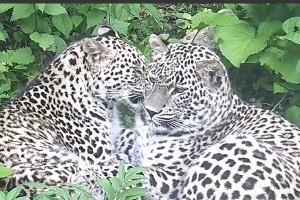  © Скриншот из телеграм-канала «Центр восстановления леопарда на Кавказе» https://t.me/leopardcenter/221