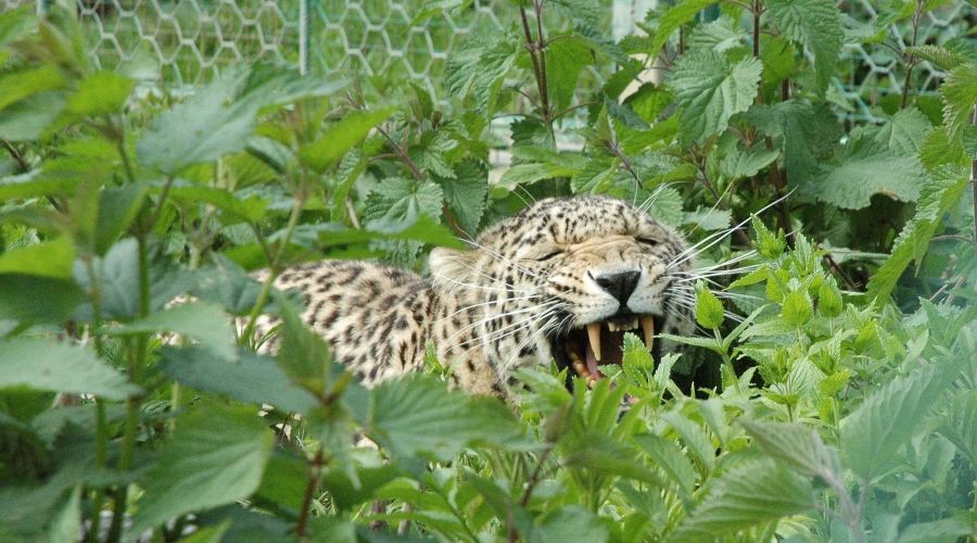 Переднеазиатский леопард © Фото Умара Семенова