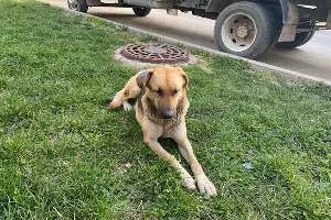 Чипированная собака &copy;&nbsp;Фото Влады Мандрыка, Юга.ру