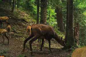  &copy;&nbsp;Фото пресс-службы Кавказского биосферного заповедника